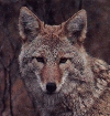 coyote